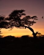 MG 0479 Serengei Sunrise